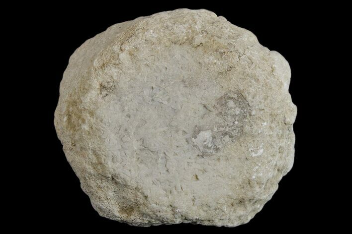 1.9" Silurain Fossil Sponge (Astraeospongia) - Tennessee